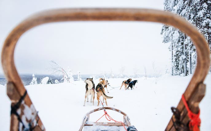 Husky sledding through snowy landscape in Lapland.