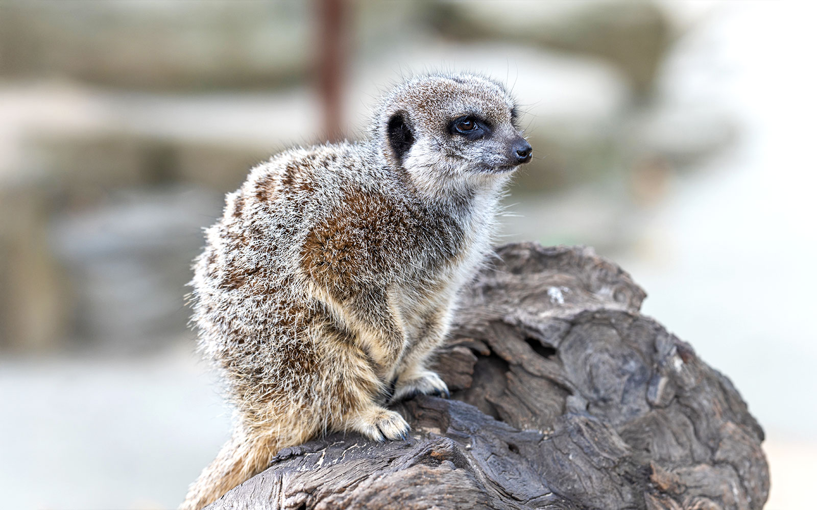 San Francisco Museum of Modern Art