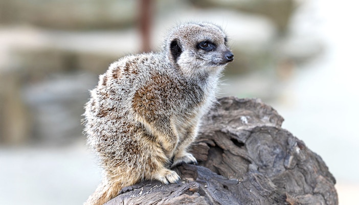 San Francisco Museum of Modern Art