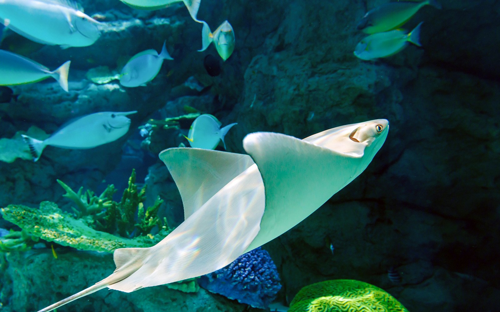 Javanese Cownose Ray underwater