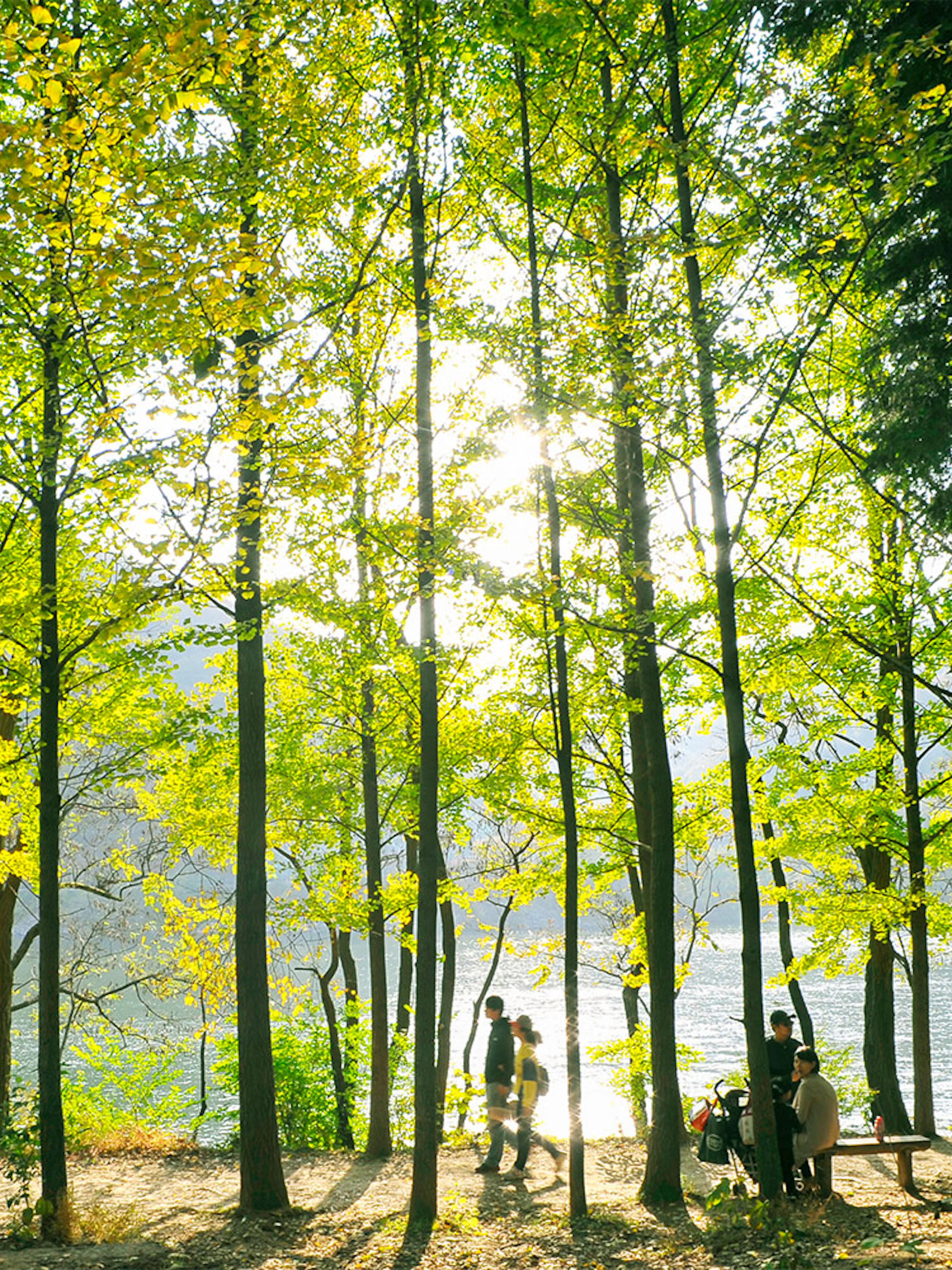 People walking along a tree-lined path on Nami Island with a river in the background.