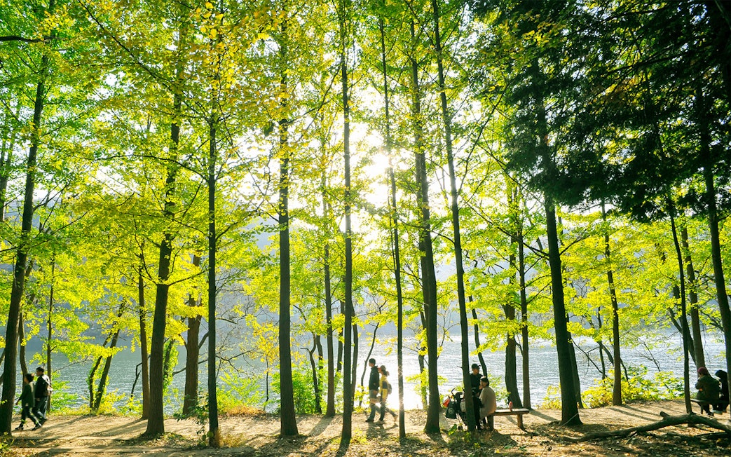 People walking along a tree-lined path on Nami Island with a river in the background.
