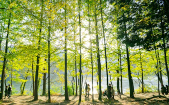 People walking along a tree-lined path on Nami Island with a river in the background.