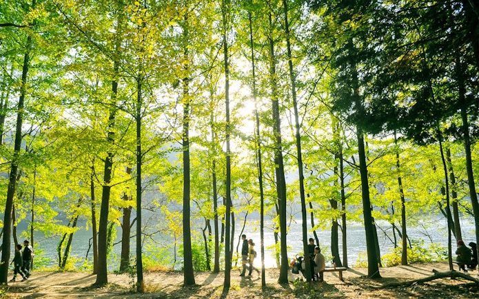 People walking along a tree-lined path on Nami Island with a river in the background.