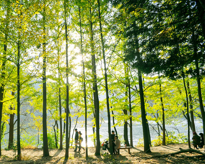 From Seoul: Nami Island & Alpaca World Guided Tour