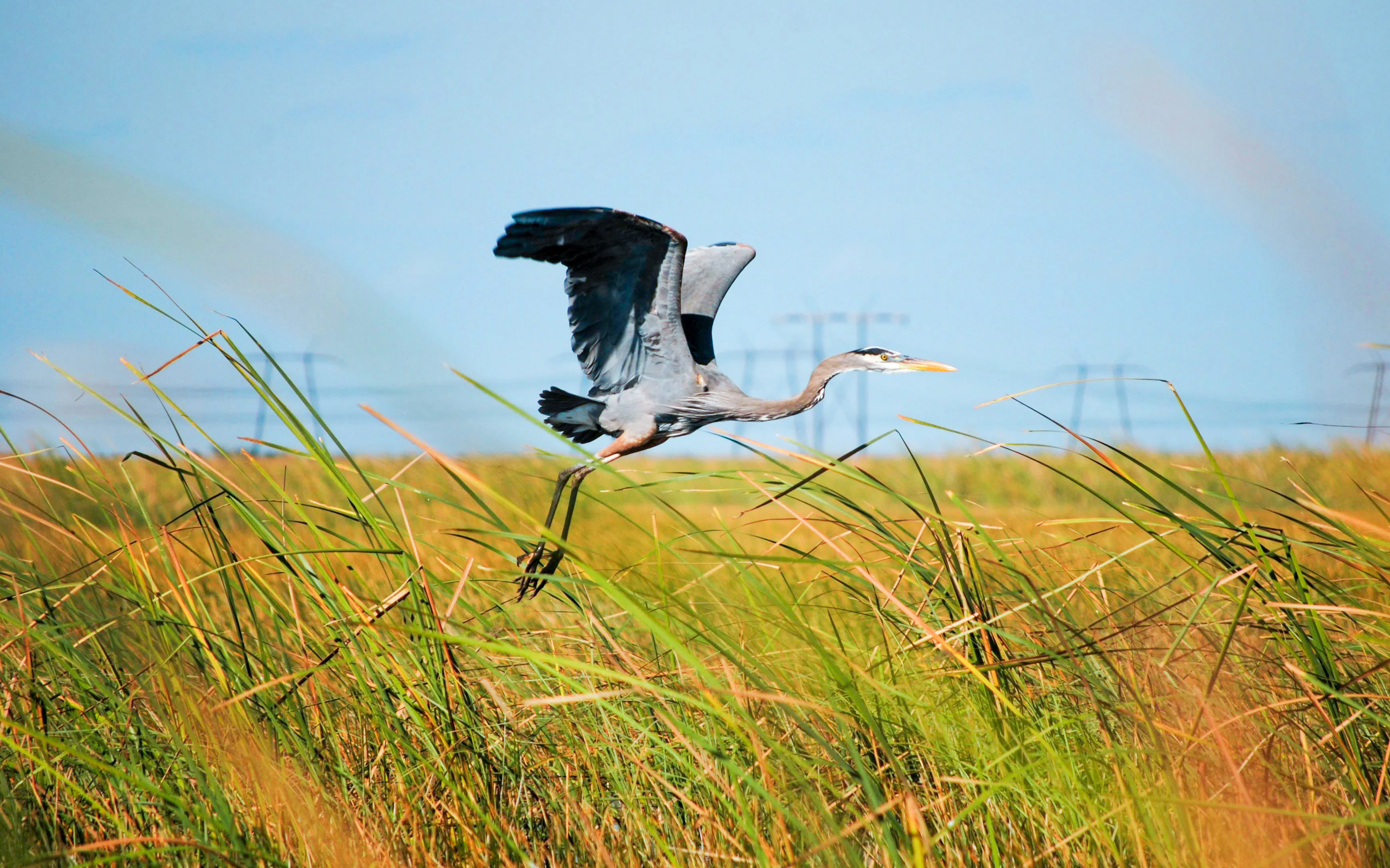 Grey Heron flying over grassy wetlands during Miami airboat tour.