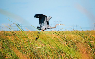 Grey Heron flying over grassy wetlands during Miami airboat tour.