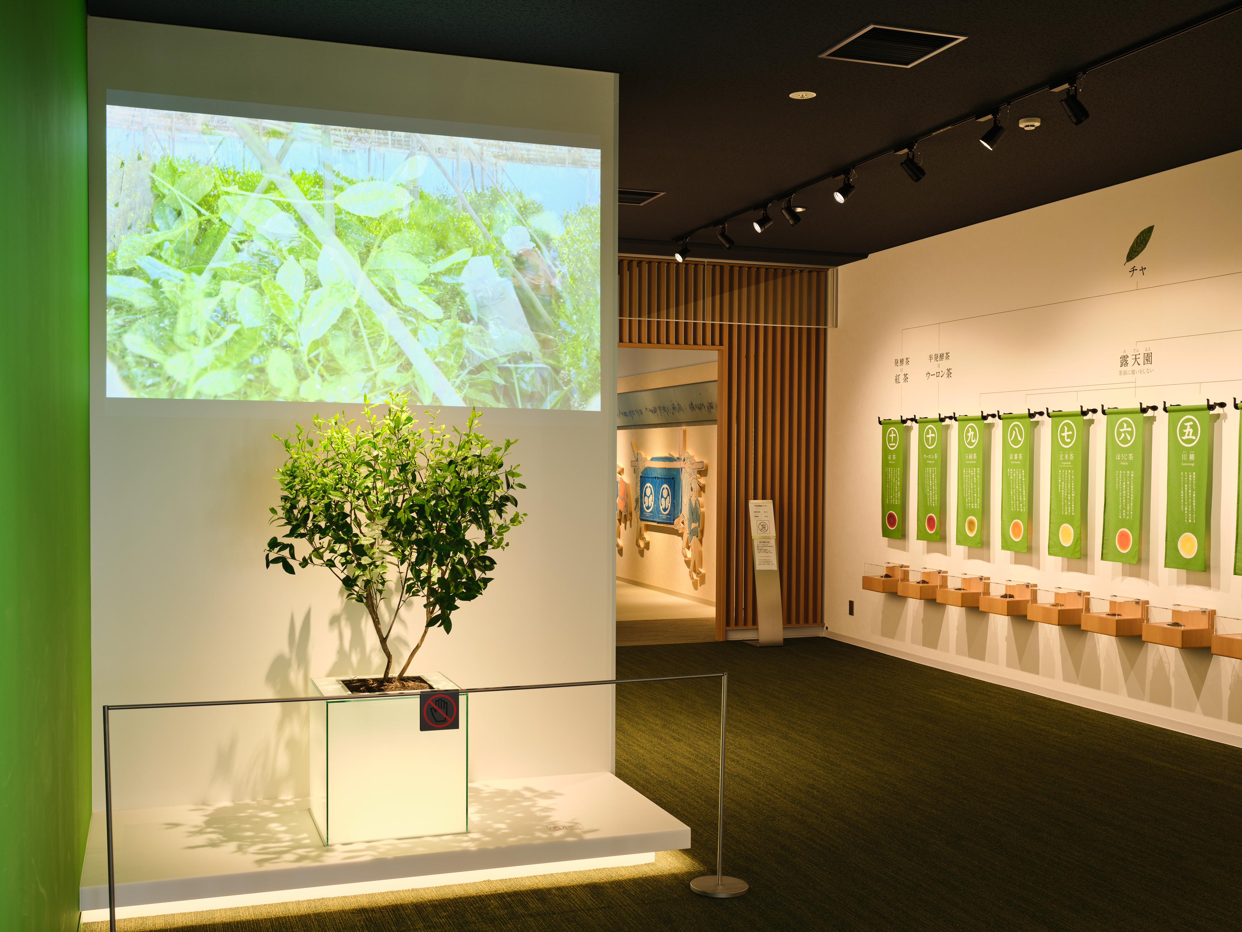 Interior of Kyoto tea museum with tea plant and exhibit displays.