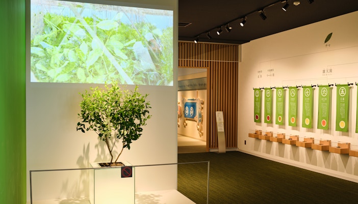 Interior of Kyoto tea museum with tea plant and exhibit displays.