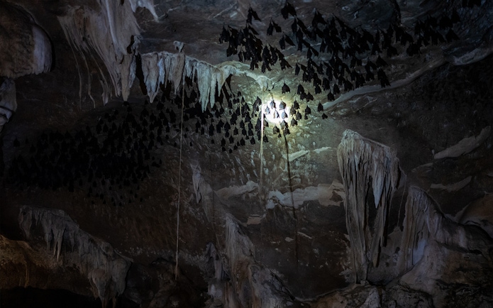 Bats hanging in a cave at Kilim Karst Geoforest Park, Langkawi, Malaysia.