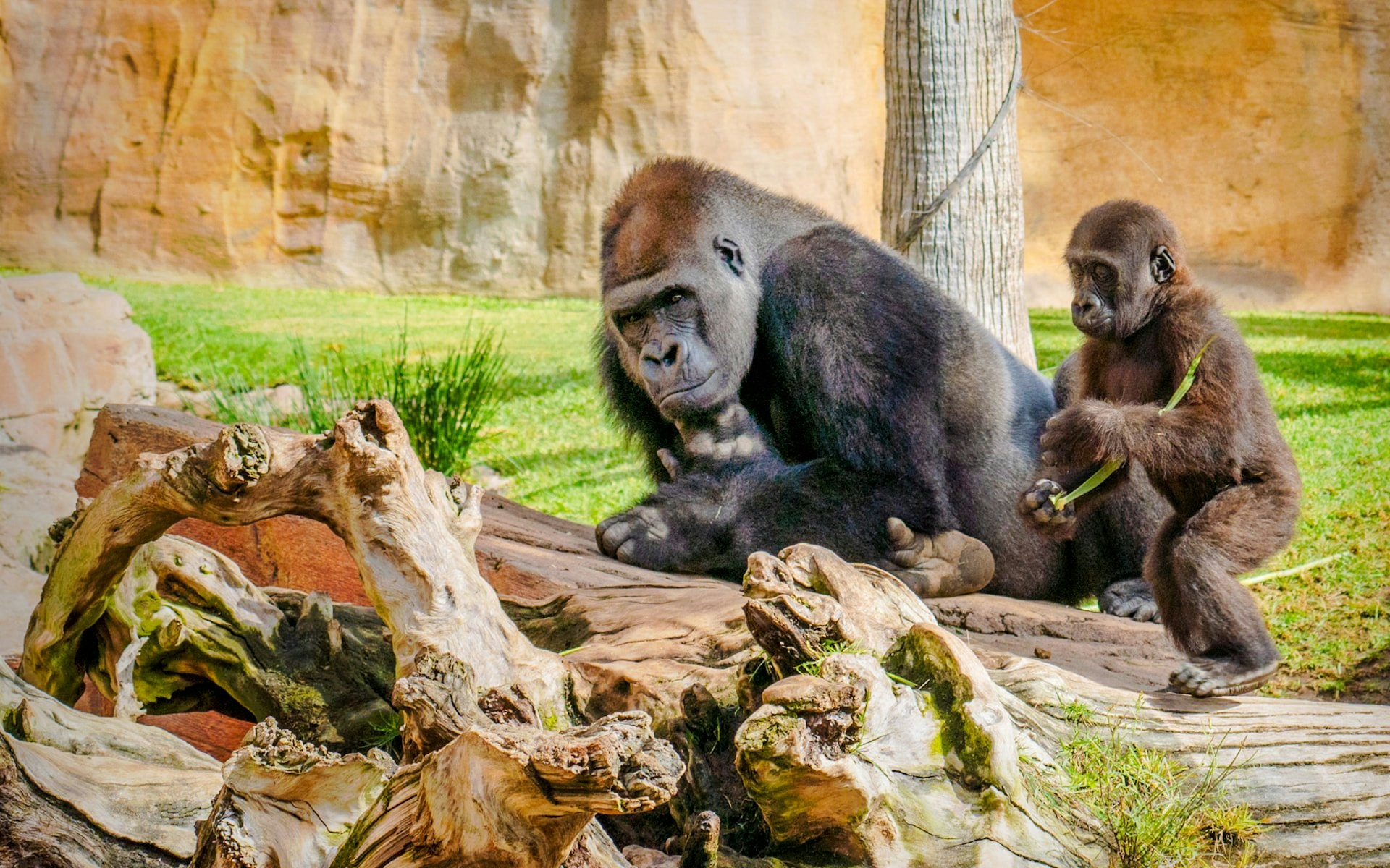 Gorillas resting in their habitat at Bioparc Fuengirola.