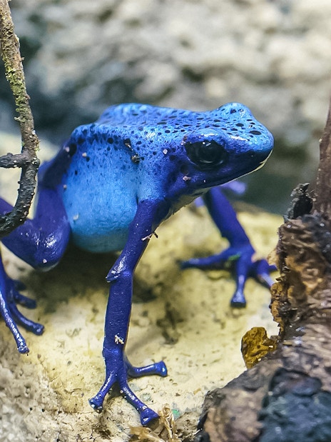 Blue poison dart frog on a rock at London Zoo.