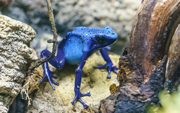 Blue poison dart frog on a rock at London Zoo.