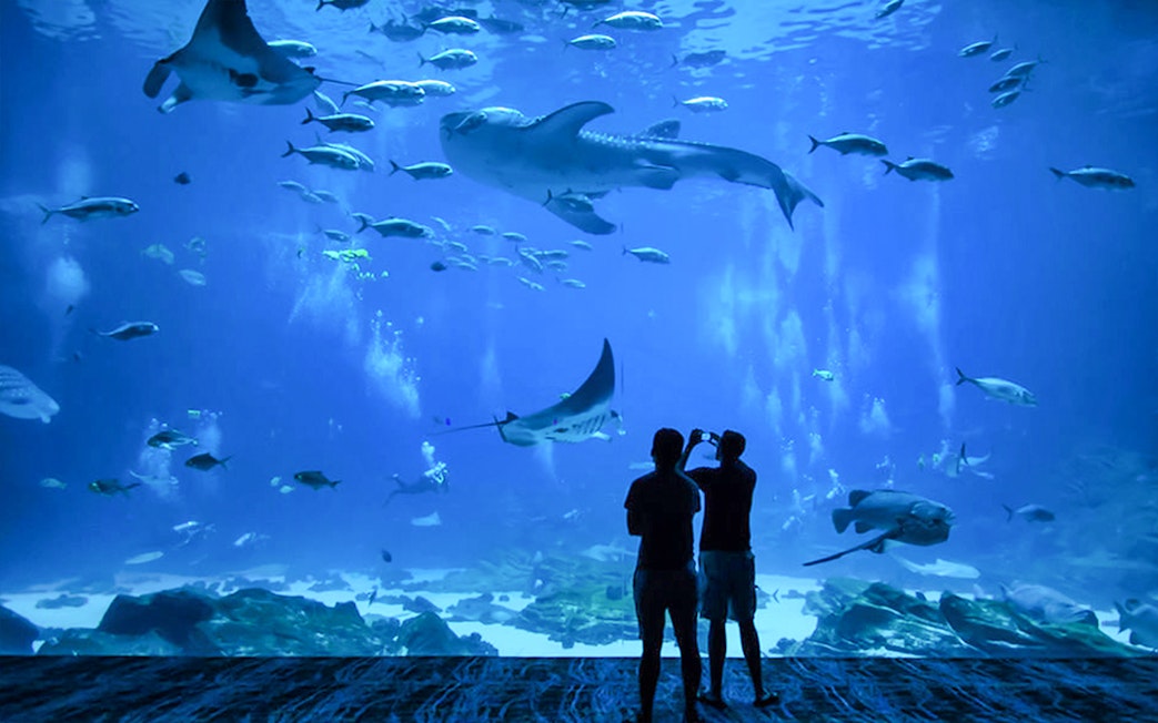 Visitors viewing marine life at Churaumi Aquarium, Okinawa.