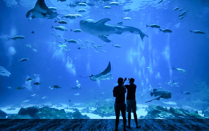 Visitors viewing marine life at Churaumi Aquarium, Okinawa.