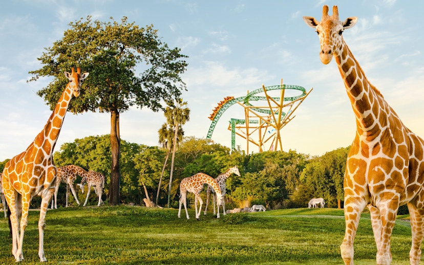 Giraffes grazing near a roller coaster at Busch Gardens, Tampa Bay.