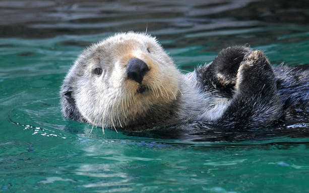 Sea otter floating in water at Seattle Aquarium, part of Seattle C3® by CityPASS®.