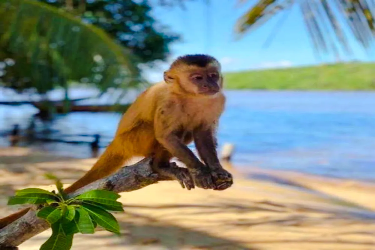 Monkey on a branch by Preguiças River, part of the speedboat tour in Sao Paulo.