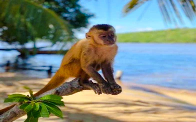 Monkey on a branch by Preguiças River, part of the speedboat tour in Sao Paulo.