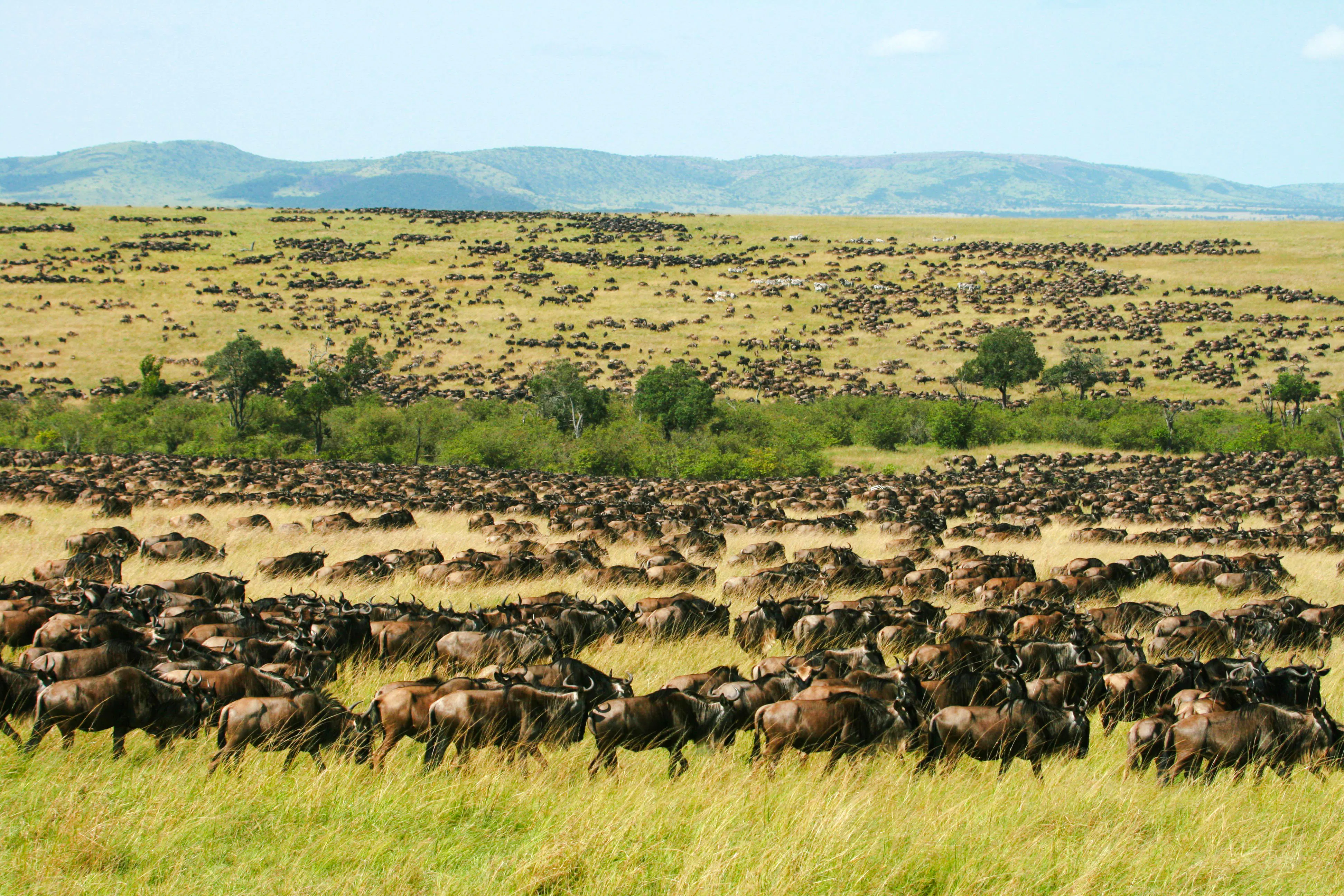 Wildebeest migration across grassy plains in Amboseli, Kenya during 2 Days Amboseli Express Safari.