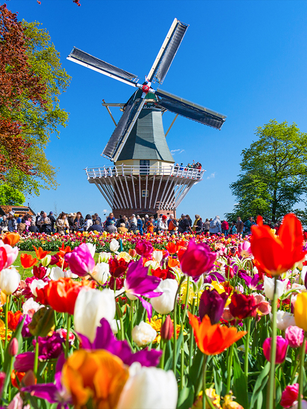Tulips in bloom near a windmill at Keukenhof Gardens, Netherlands.