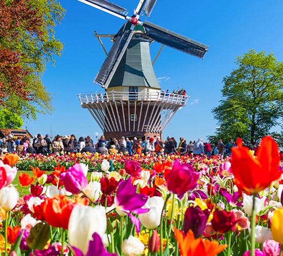 Tulips in bloom near a windmill at Keukenhof Gardens, Netherlands.