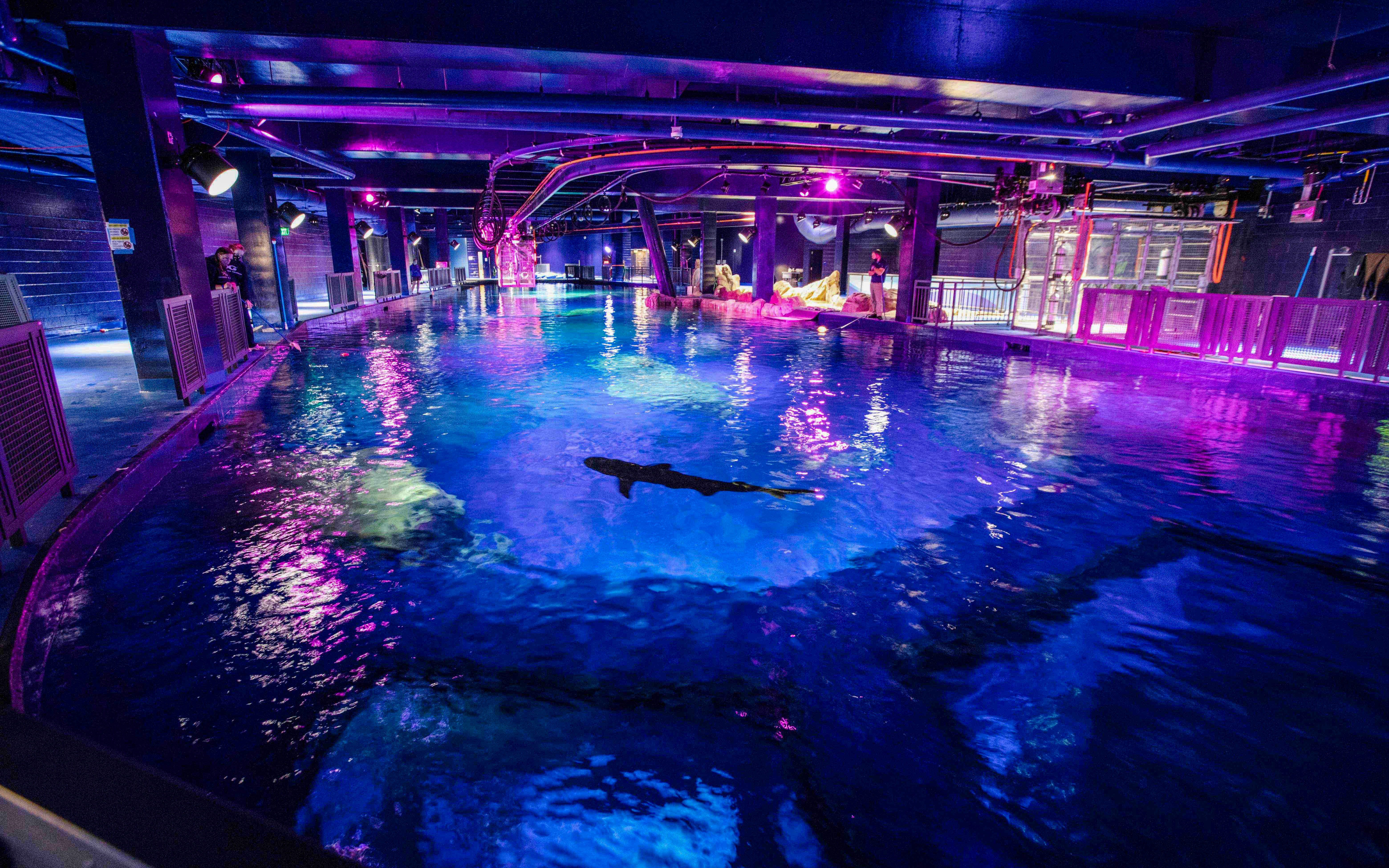 Sharks at Georgia Aquarium, Atlanta