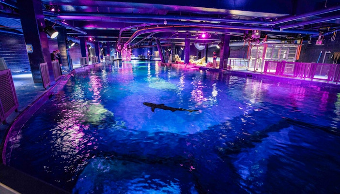 Sharks at Georgia Aquarium, Atlanta