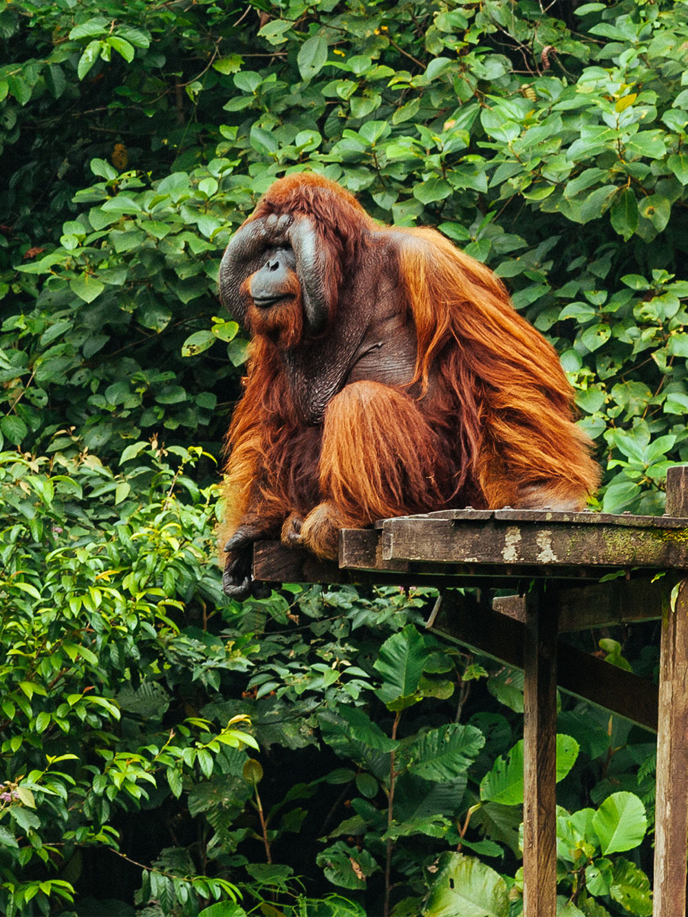 Centrum dzikiej przyrody Semenggoh