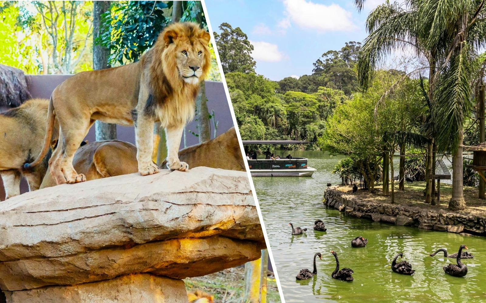 Lions on a rock at São Paulo Zoo during Simba Safari tour.