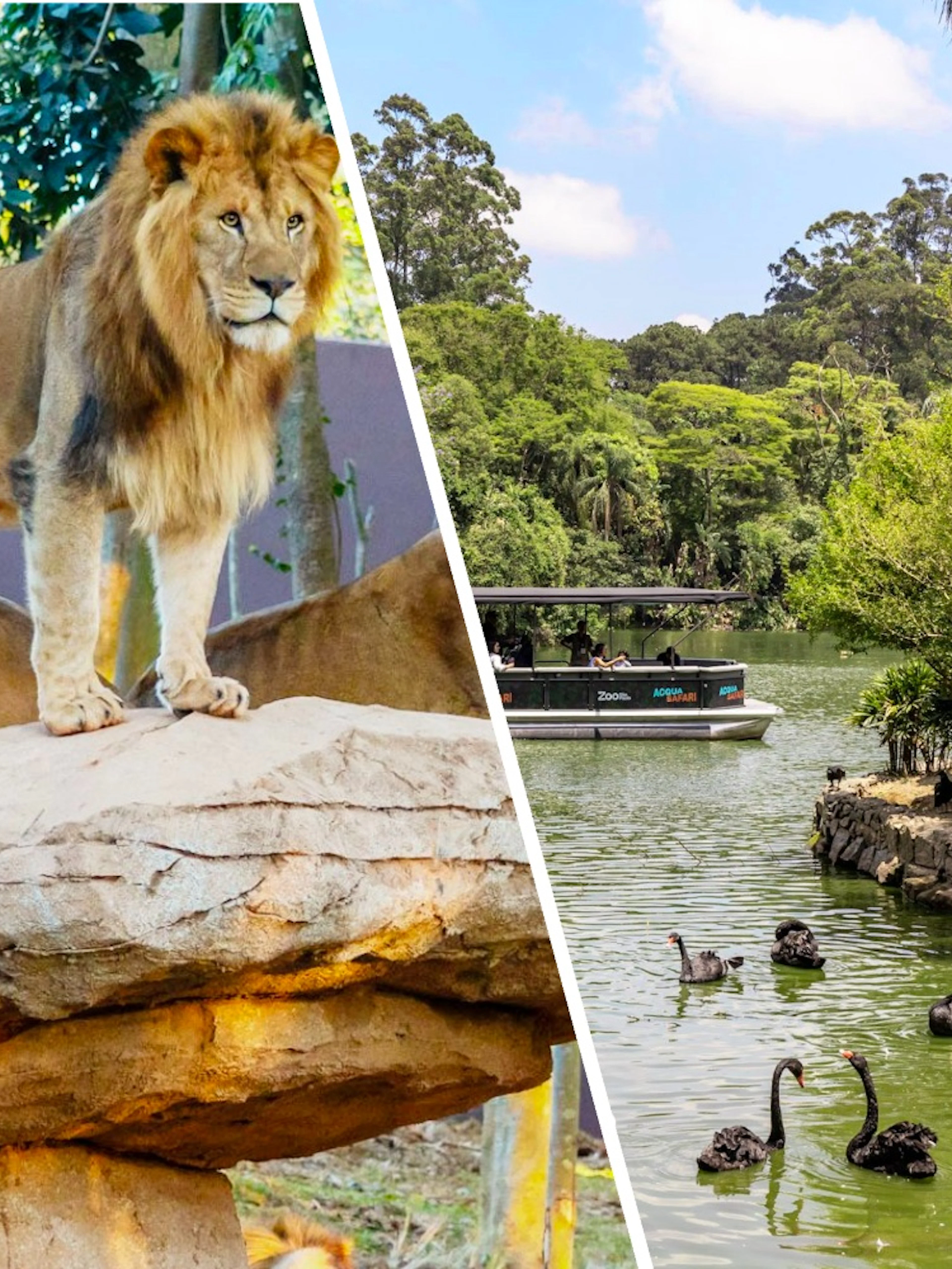 Lions on a rock at São Paulo Zoo during Simba Safari tour.