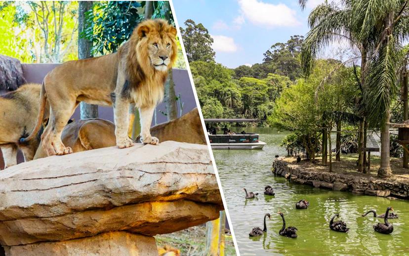 Lions on a rock at São Paulo Zoo during Simba Safari tour.