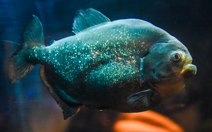 Red-bellied piranha swimming at SEA Life Brighton aquarium.