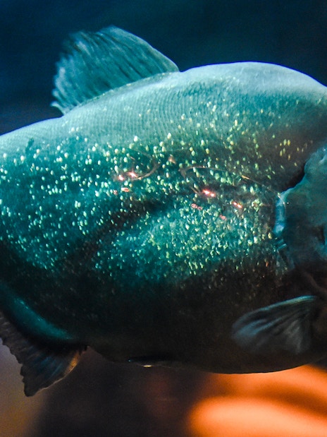 Red-bellied piranha swimming at SEA Life Brighton aquarium.