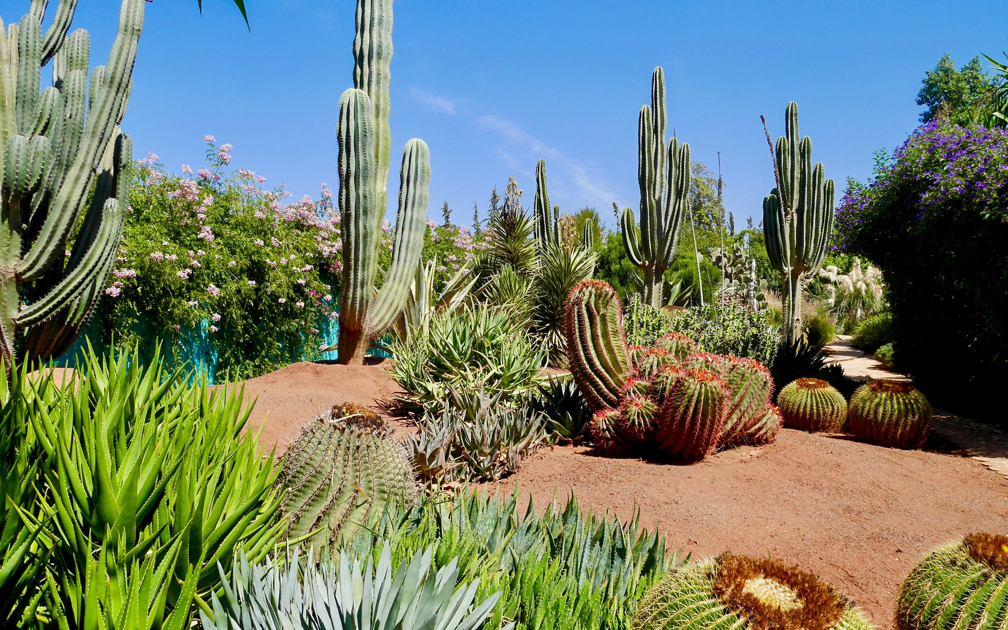 Cacti and succulents in Anima, Andre Heller's botanical garden, Marrakech, Morocco.