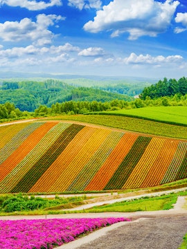 Colorful flower fields in Furano, Hokkaido, with rolling hills and a blue sky.