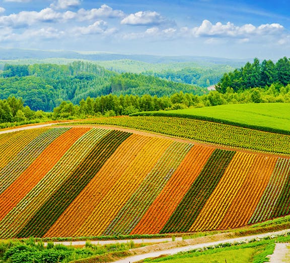 Colorful flower fields in Furano, Hokkaido, with rolling hills and a blue sky.