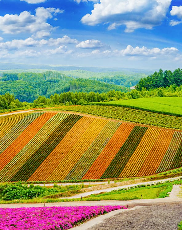 Colorful flower fields in Furano, Hokkaido, with rolling hills and a blue sky.