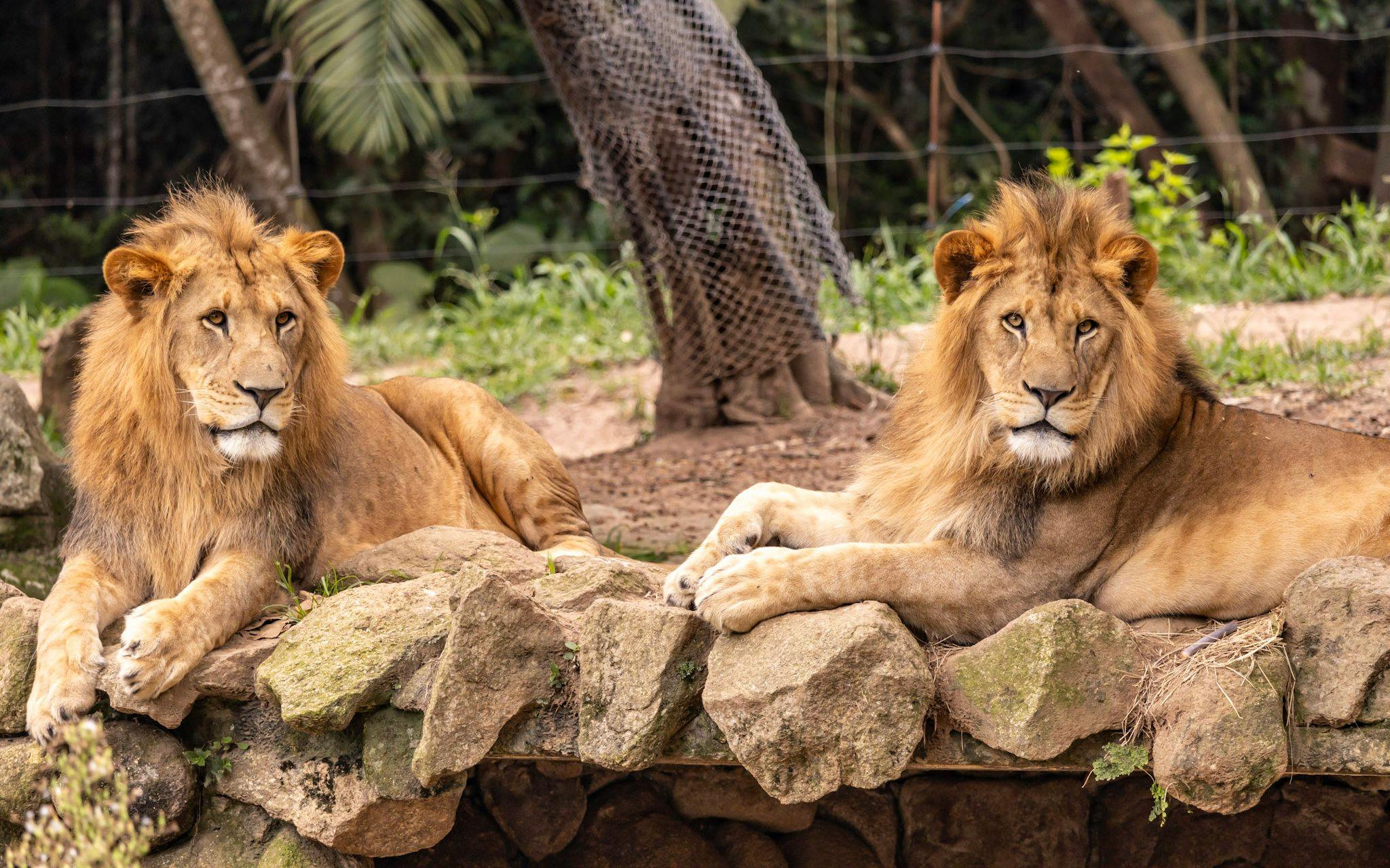 Lions resting on rocks at São Paulo Zoo.