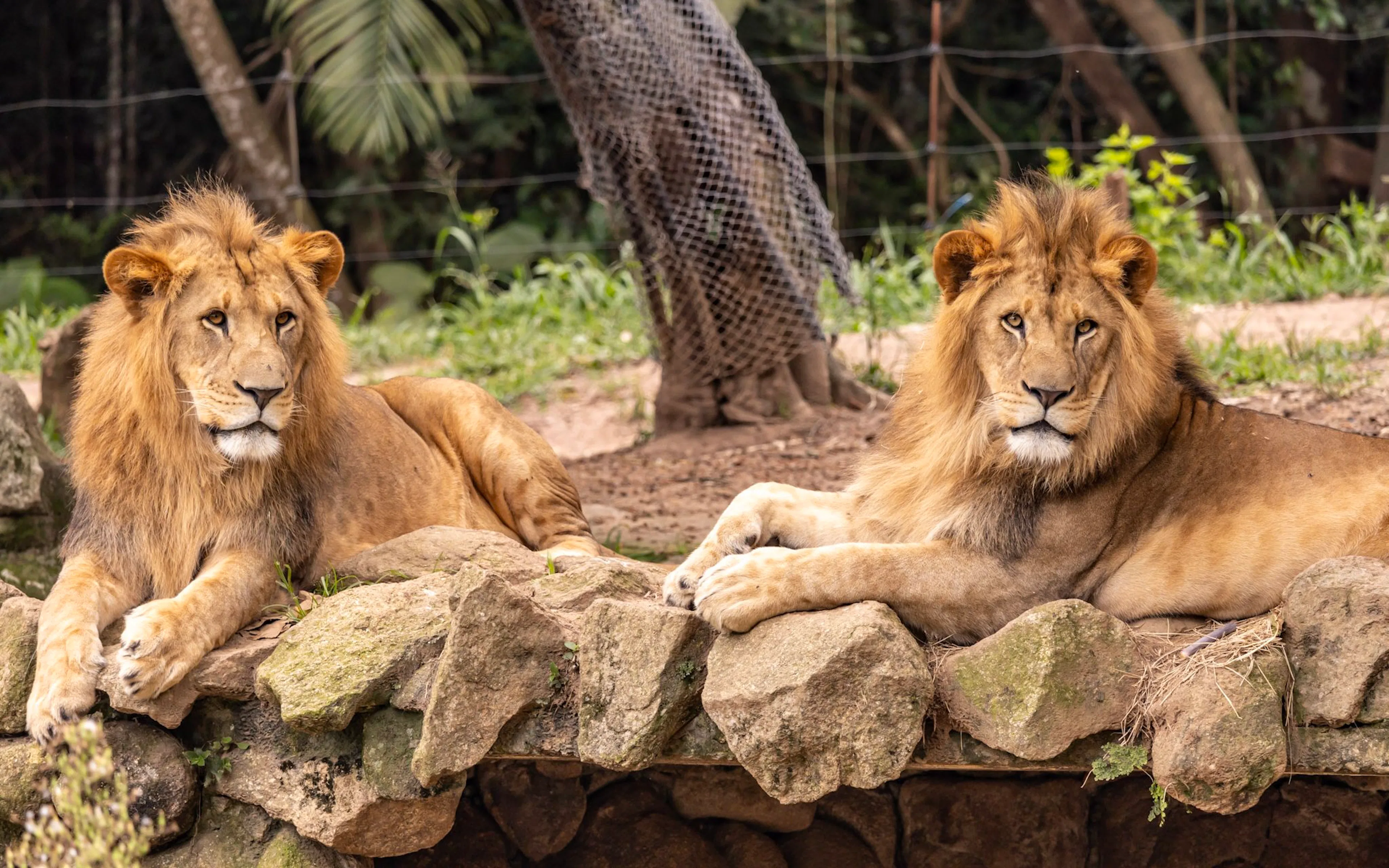 Lions resting on rocks at São Paulo Zoo.