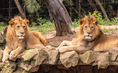 Lions resting on rocks at São Paulo Zoo.
