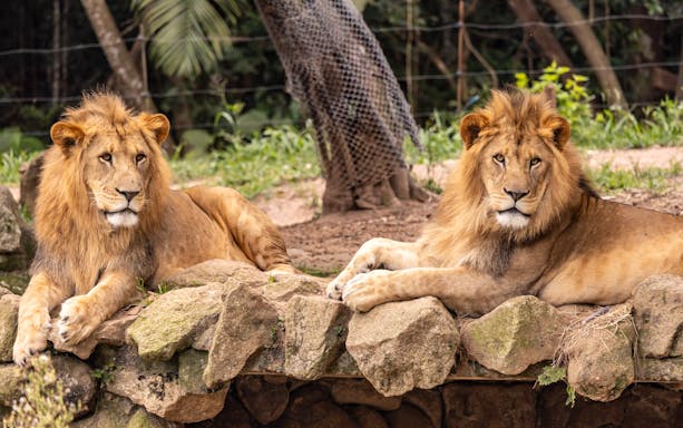 Lions resting on rocks at São Paulo Zoo.