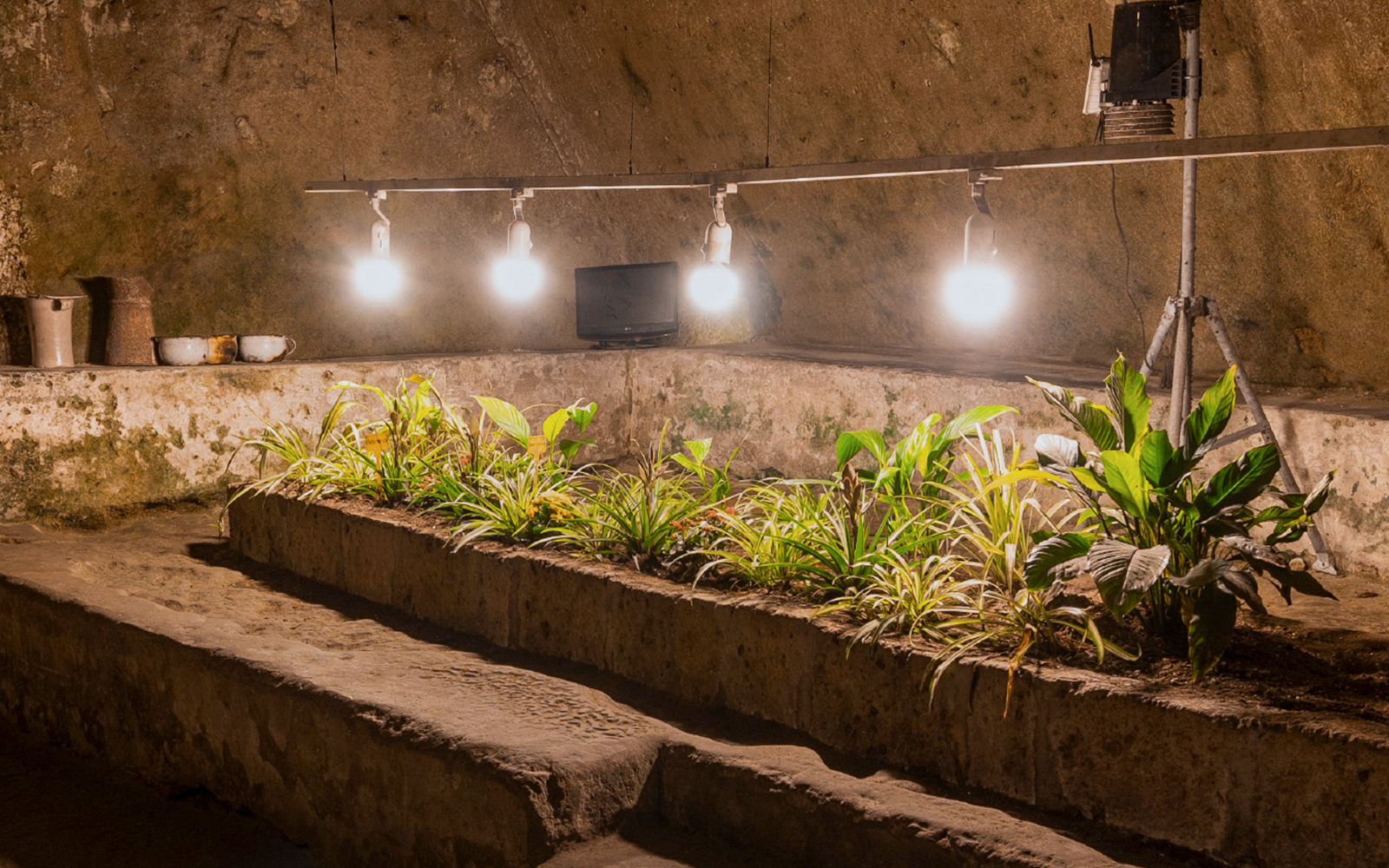 Underground hypogeum garden with plants and lights in Napoli Sotterranea, Naples.