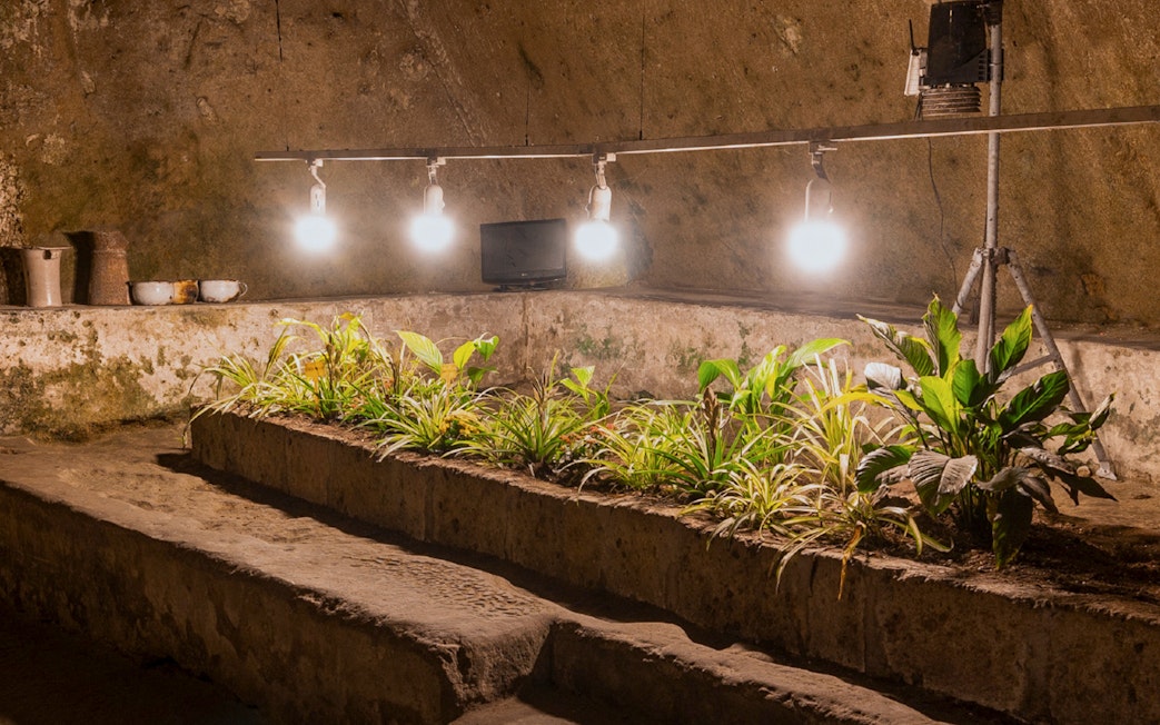 Underground hypogeum garden with plants and lights in Napoli Sotterranea, Naples.