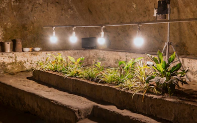 Underground hypogeum garden with plants and lights in Napoli Sotterranea, Naples.