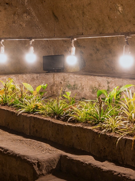 Underground hypogeum garden with plants and lights in Napoli Sotterranea, Naples.