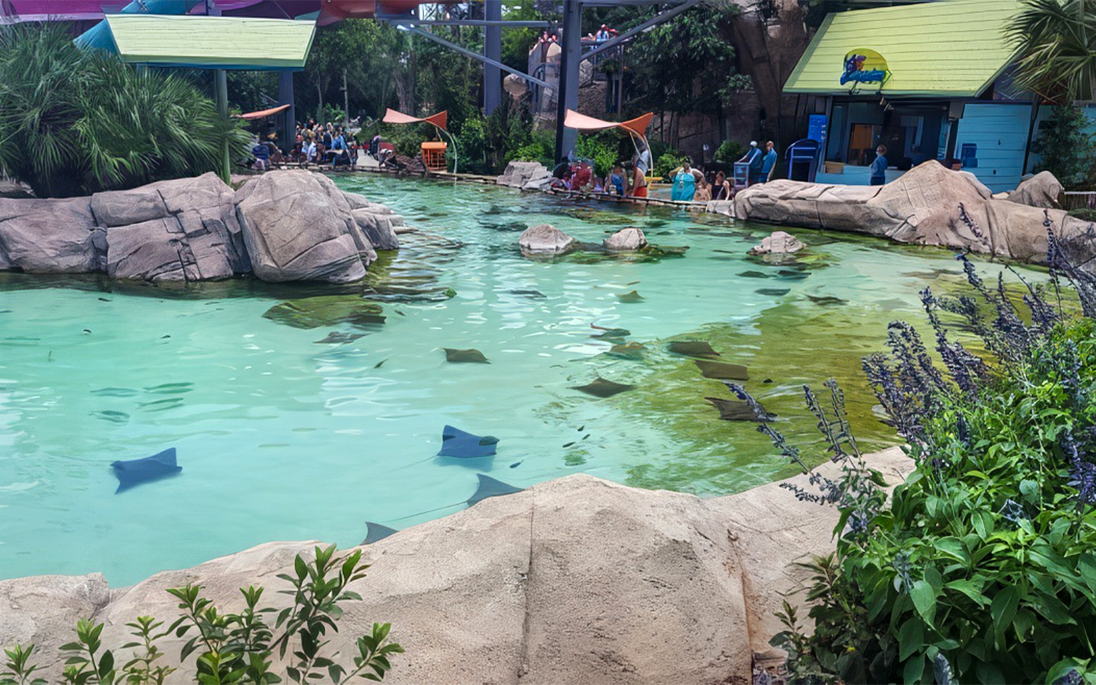 Stingrays swimming in a pool at Aquatica San Antonio, Texas with visitors nearby.