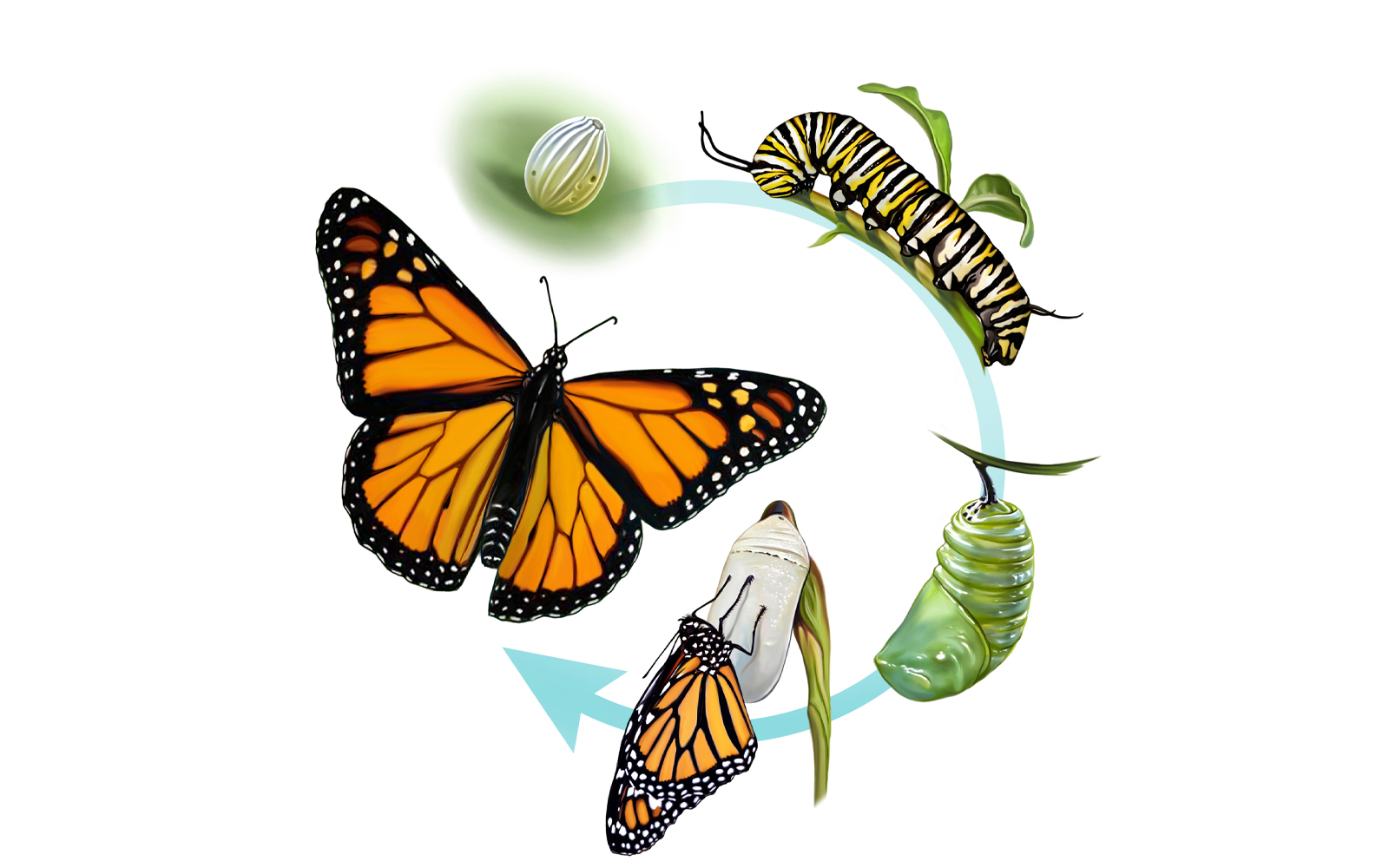 Life cycle of Butterfly