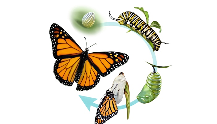 Life cycle of Butterfly