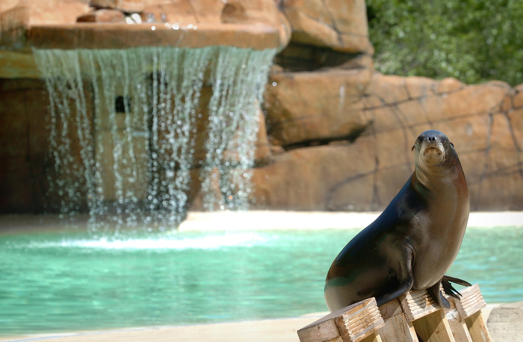 Sea lion perched by waterfall at Blackpool Zoo.